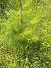 Ferula