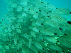 Haemulon maculicauda