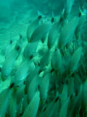 Haemulon maculicauda