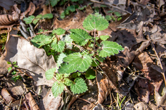 Urtica chamaedryoides