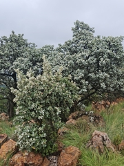 Brachylaena rotundata