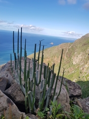 Ceropegia dichotoma subsp. dichotoma image