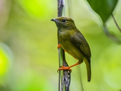 White-Collared Manakin photo 3