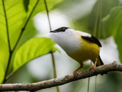 White-Collared Manakin photo 4