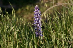 Lupinus succulentus