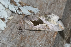 Enigmogramma feisthamelli