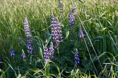 Lupinus succulentus
