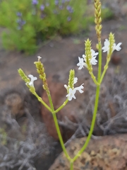 Lavandula canariensis image