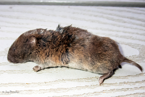 Pine Vole