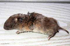 Microtus pinetorum