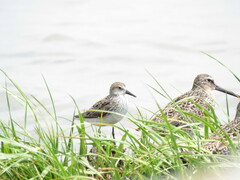 Calidris pusilla