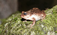 Pristimantis unistrigatus