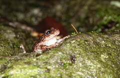 Pristimantis unistrigatus