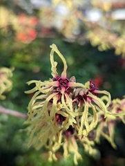 Hamamelis mollis