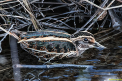 Lymnocryptes minimus