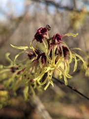 Hamamelis mollis
