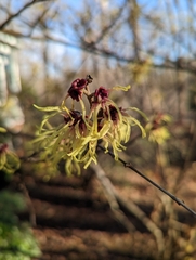 Hamamelis mollis