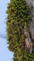 Ulota