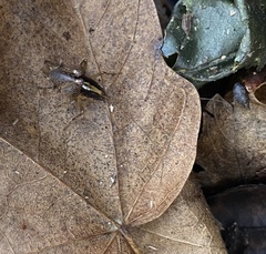 Ceuthophilus pallidipes