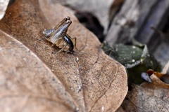 Ceuthophilus pallidipes