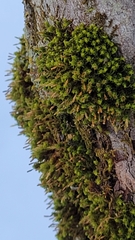Ulota