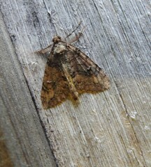 Pseudocoremia suavis