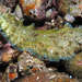 Soleichthys heterorhinos - Photo (c) uwkwaj,  זכויות יוצרים חלקיות (CC BY-NC), הועלה על ידי uwkwaj