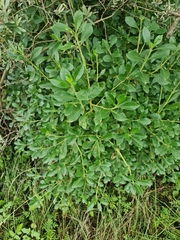 Mystroxylon aethiopicum