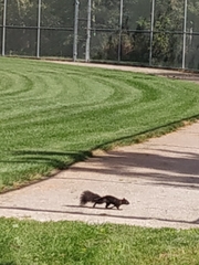Sciurus carolinensis