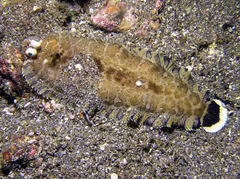 Soleichthys