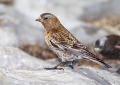 Leucosticte australis