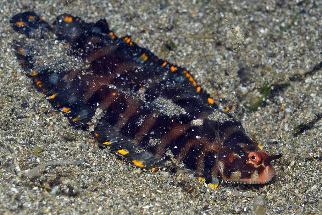 Soleichthys siammakuti