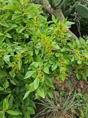Searsia pyroides