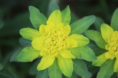 Euphorbia epithymoides