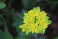 Euphorbia epithymoides