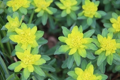 Euphorbia epithymoides