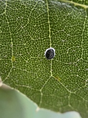 Tetraleurodes perileuca