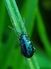 Alticina