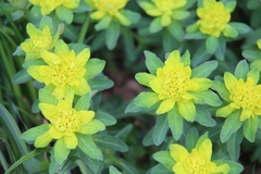 Euphorbia epithymoides