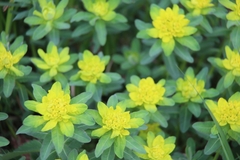 Euphorbia epithymoides