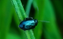 Alticina