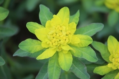 Euphorbia epithymoides
