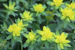 Euphorbia epithymoides