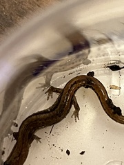 Eurycea quadridigitata