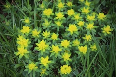 Euphorbia epithymoides