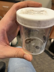 Eurycea quadridigitata