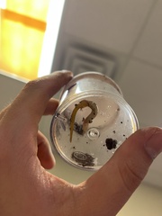 Eurycea quadridigitata