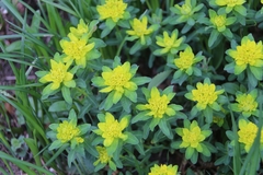 Euphorbia epithymoides