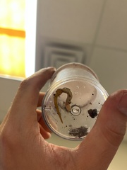 Eurycea quadridigitata