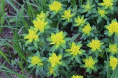 Euphorbia epithymoides